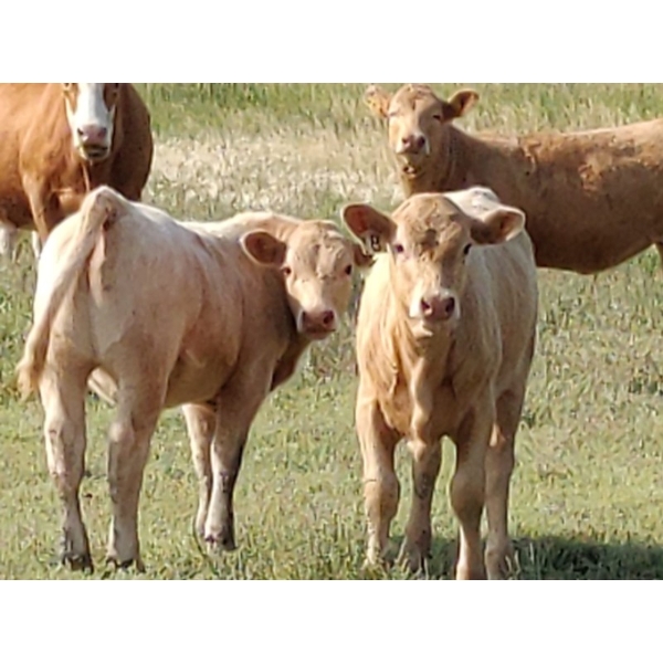 Johnson's Hwy 36 Farm - 580# Heifer Calves - 100 Head (Vauxhall, AB) 