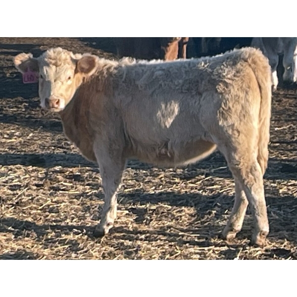 Luke & Jen Smith - 675# February Weaned Heifers - 90 Head (Rhein, SK)
