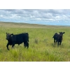 Image 3 : Jamieson Ranch - 550# November Delivery Steer Calves - 95 Head (Cabri, SK)
