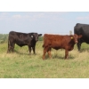 Image 12 : Pleasant Vista Farms - 675# October Delivery Steer Calves - 90 Head (Peebles, SK)