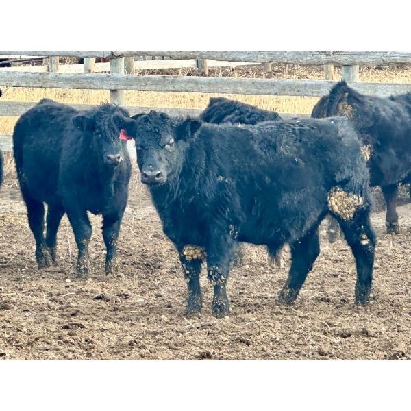 In The Coulee Ranch - 820# February Delivery Steers - 36 Head (Pincher Creek, AB)