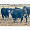 Image 1 : In The Coulee Ranch - 820# February Delivery Steers - 36 Head (Pincher Creek, AB)