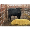 Image 2 : D6 Cattle Farm - 1 Heifer (Pen 419)