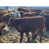 Image 3 : Jeff MacMillan - 825# March/April Delivery Steers - 60 Head (Marquette, MB)