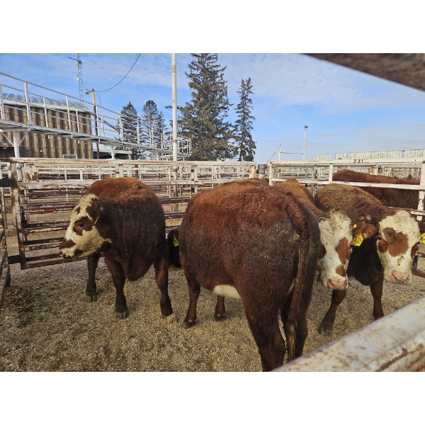Gemstone Cattle Company - 5 RBF Heifers (Pen 329) 934# avg