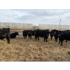 Image 4 : 9 Bar Ranch - 750# February Delivery Steers - 192 Head (Taber, AB) VBP+