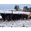 Image 9 : Hines Ranching - 850# Dec/Jan Delivery Yearling Heifers - 72 Head (Marwayne, AB)