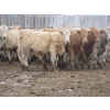 Image 11 : Vossepoel Cattle Co. - 630# December Delivery Weaned Heifers - 250 Head (Tilley, AB)