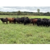Image 4 : Kelly Harder - 810# Aug/Sept Delivery Grass Heifers - 77 Head (Steinbach, MB)