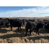 Image 5 : 9 Bar Ranch - 600# February Delivery Steers - 30 Head (Fincastle, AB) VBP+