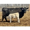 Image 6 : Blue Moon Cattle Co. - 32 Black X Pairs (Irricana, AB)