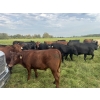 Image 3 : Triplelyones Farms - 940# September Delivery Grass Steers - 198 Head (Westlock, AB)