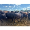 Image 10 : Chipping Hill Cattle Co. - 785# August Delivery Steers - 77 Head (MacGregor, MB)