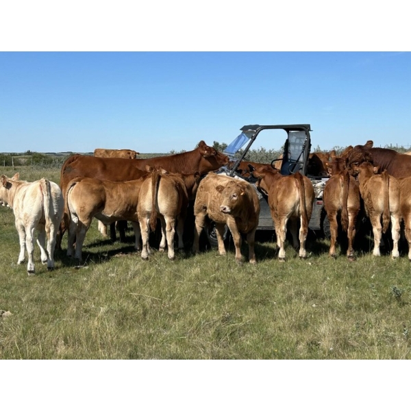 Lazy A Limousin - 625# October Delivery Steer Calves - 50 Head (Cando, SK)