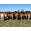 Image 1 : Lazy A Limousin - 625# October Delivery Steer Calves - 50 Head (Cando, SK)