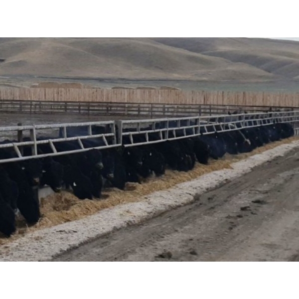 Cluny Colony - 790# November Weaned Steers - 51 Head (Cluny, AB)