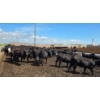 Image 6 : Cattlewood Farms Ltd. - 670# July Delivery Heifers - 90 Head (Fincastle, AB)
