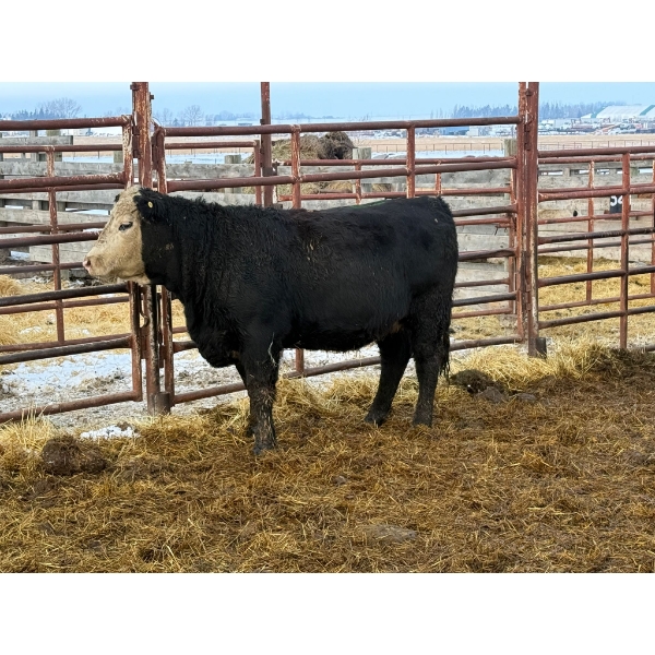 Lance Schelske - 2 Heifers (Pen 519)
