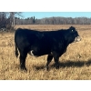 Image 6 : Stellar Farms - 700# November Steer Calves - 172 Head (Moosehorn, MB) VBP+