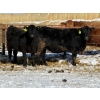 Image 2 : Cunningham Cattle Co. - 28 Straight Black Angus X Bred Heifers (Sundre, AB)