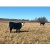 Image 3 : Stellar Farms - 700# November Steer Calves - 172 Head (Moosehorn, MB) VBP+