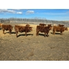 Image 2 : Hecker Farms Ltd. - 660# March Delivery Steers - 25 Head (Piapot, SK)