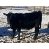 Image 7 : Rock Creek Cattle Co. Ltd. - 610# December Delivery Weaned Heifers - 40 Head (Nanton, AB) VBP+