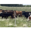 Image 2 : Lauder Ranch - 900# September Delivery Grass Steers - 55 Head (Quilchena, BC)