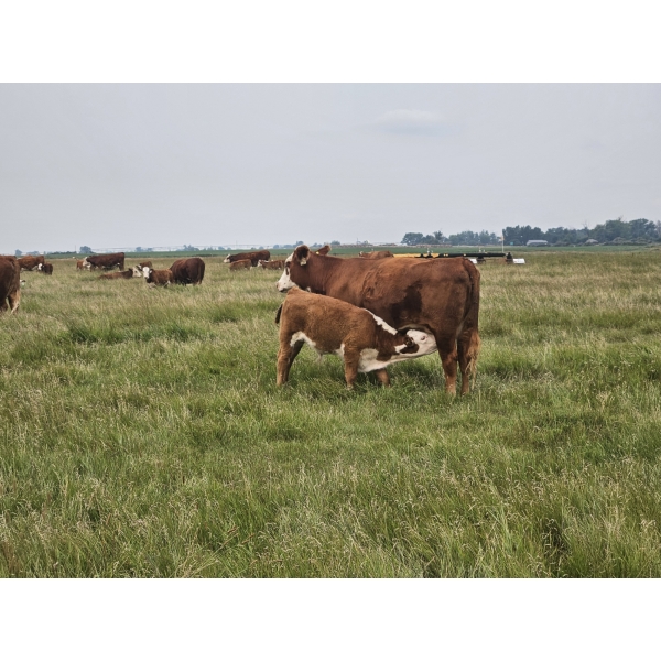 Bruce, Julie & Kyle Musgrove - 560# November Delivery Steer Calves - 90 Head (Patricia, AB)