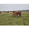 Image 1 : Bruce, Julie & Kyle Musgrove - 560# November Delivery Steer Calves - 90 Head (Patricia, AB)