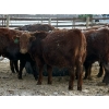 Image 12 : Winn Man Farms - 720# March Weaned Steers - 85 Head (Winnipegosis, MB)
