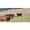 Image 3 : OK Ranch - 600# October Delivery Steer Calves - 210 Head (Big Bar, BC)