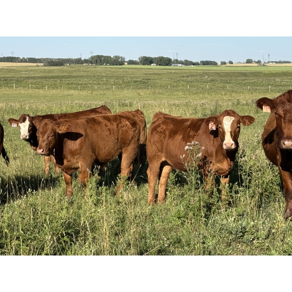 Terry & Dixie Viney, Garth Dorin - 700# October Delivery Steer Calves - 90 Head (Olds, AB)
