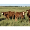 Image 1 : Terry & Dixie Viney, Garth Dorin - 700# October Delivery Steer Calves - 90 Head (Olds, AB)