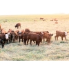 Image 3 : Twisted T Cattle Co. - 485# November Delivery Steer Calves - 110 Head (Carievale, SK)