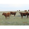 Image 6 : Leonard Lundquist & Andrew Ranching - 660# October Steer Calves - 95 Head (Rolling Hills, AB)