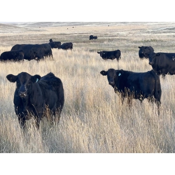 Shane Stammers - 590# November Delivery Steer Calves - 100 Head (Oyen, AB)