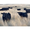 Image 1 : Shane Stammers - 590# November Delivery Steer Calves - 100 Head (Oyen, AB)