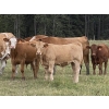 Image 3 : Sande Cattle Company - 720# October Steer Calves - 85 Head (Olds, AB)