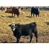 Image 9 : West Ridge Farms - 930# April Delivery Steers - 67 Head (Crossfield, AB)