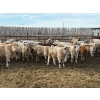 Image 4 : Lowe Ranches - 688# March Delivery Steers - 54 Head (Nanton, AB)