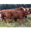 Image 6 : 4M Cattle Co. - 800# October Delivery Steer Calves - 78 Head (Stauffer, AB)