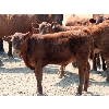 Image 3 : Mayfield Ranching - 450# Steer Calves - 70 Head (Etzicom, AB)