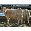 Image 3 : Brandt Boys Beef & Grain - 950# July Steers - 200 Head (Tolstoi, MB)