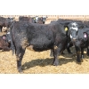 Image 3 : A&S Farms - 30 BBF Replacement Heifers (Coaldale, AB)