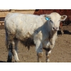 Image 20 : Justin & Kryston Tateson - 900# March Delivery Weaned Steers - 200 Head (Scandia, AB)