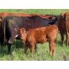 Image 8 : Nameth Land & Livestock Ltd. - 500# November Delivery Heifer Calves - 50 Head (Cupar, SK) VBP+