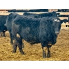 Image 8 : Stahlville Colony - 980# January Delivery Steers - 147 Head (Rockyford, AB)