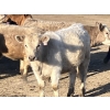 Image 10 : Winnifred Colony Farming Ltd. - 835# February Delivery Heifers - 44 Head (Winnifred, AB)