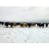 Image 7 : Merrick Campbell Herd Dispersal - 32 Mature Bred Cows (Calahoo, AB) VBP+